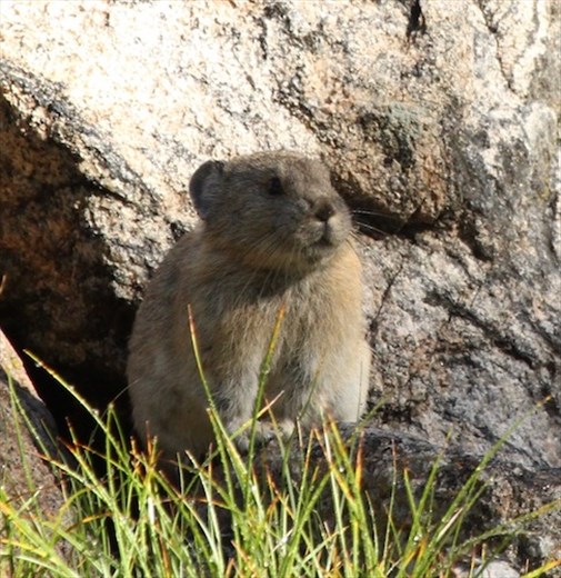 Pica, Rocky Mountain NP