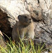Pica, Rocky Mountain NP: by vagabonds3, Views[381]