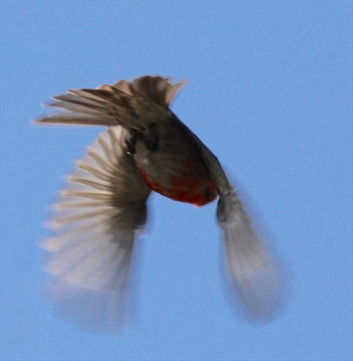 Pine grosbeak in flight, Rocky Mountain NP