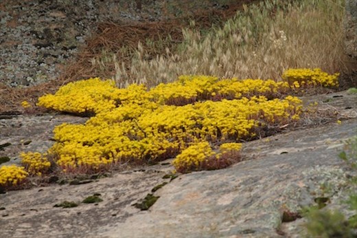 Stonecrop, RMNP
