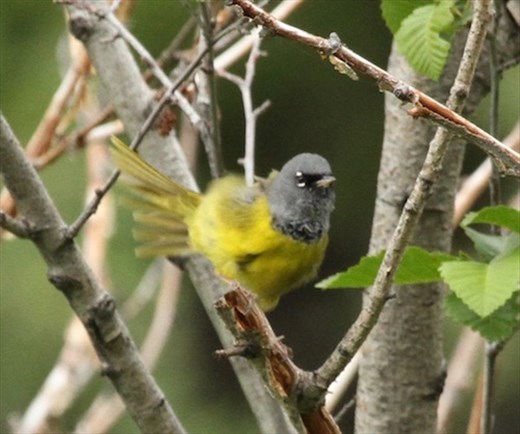 Mac Gillivary's Warbler, Rocky Mountain NP
