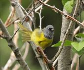 Mac Gillivary's Warbler, Rocky Mountain NP: by vagabonds3, Views[419]