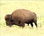 Bison, Tallgrass Prairie National Preserve: by vagabonds3, Views[533]