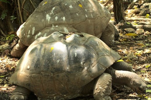 Aldabra tortoises, a success story