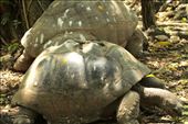 Aldabra tortoises, a success story: by vagabonds3, Views[675]