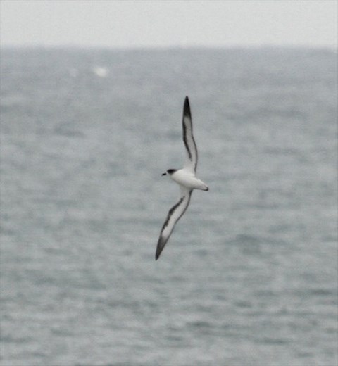 Barau's Petrel, Reunion Island