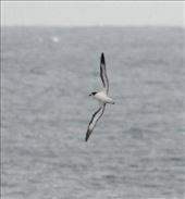 Barau's Petrel, Reunion Island: by vagabonds3, Views[331]