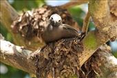 Brown noddy, Cousin Island: by vagabonds3, Views[340]