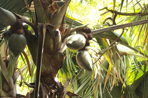 Giant Coco de Mer Palm