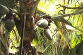 Giant Coco de Mer Palm: by vagabonds3, Views[321]