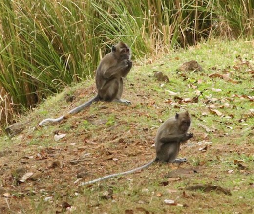 Crab-eating macaques