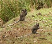 Crab-eating macaques: by vagabonds3, Views[404]