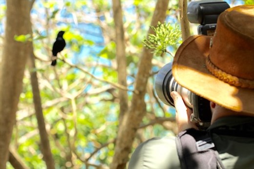 Daniel shoots a magpie robin, Praslin Island, Seychelles