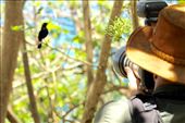 Daniel shoots a magpie robin, Praslin Island, Seychelles: by vagabonds3, Views[410]
