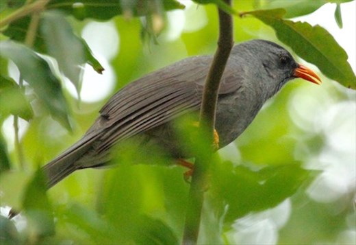Mauritius Bulbul