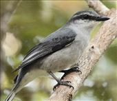Mauritius Cuckoo-Shrike: by vagabonds3, Views[363]