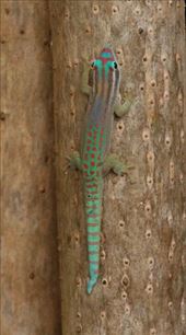 Mauritius Day Gecko: by vagabonds3, Views[318]