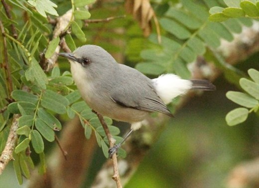Mauritius Gray White-Eye