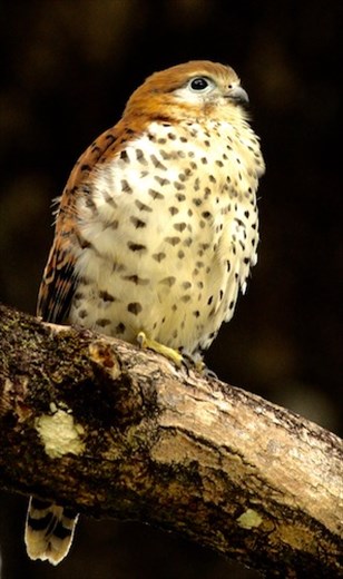 Mauritius Kestrel