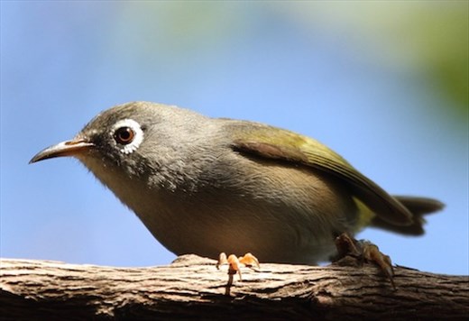 Mauritius Olive White-Eye