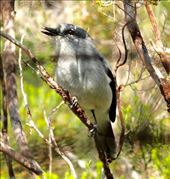 Reunion Cuckoo-Shrike: by vagabonds3, Views[353]