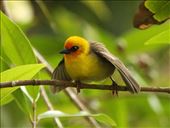 Rodrigues Fody: by vagabonds3, Views[383]