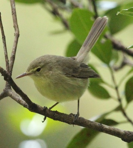 Rodrigues Warbler