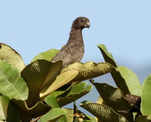 Seychelles Black Parrot