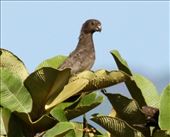 Seychelles Black Parrot: by vagabonds3, Views[401]