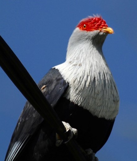 Seychelles Blue Pigeon