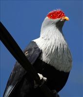 Seychelles Blue Pigeon: by vagabonds3, Views[396]