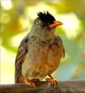 Seychelles Bubul: by vagabonds3, Views[337]