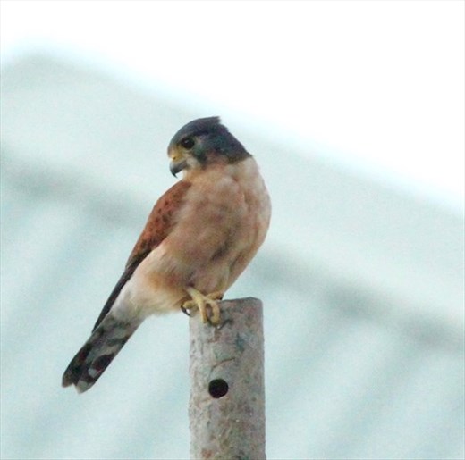 Seychelles Kestrel