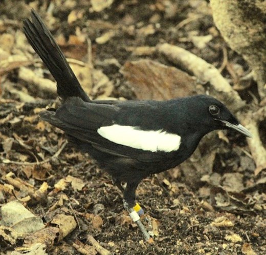 Seychelles Magpie-Robin