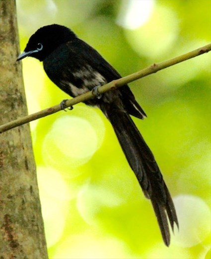 Seychelles Paradise Fly Catcher