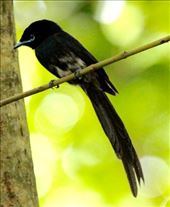 Seychelles Paradise Fly Catcher: by vagabonds3, Views[343]