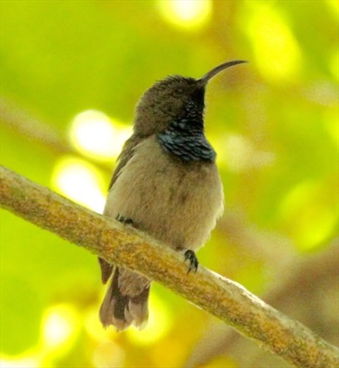 Seychelles Sunbird