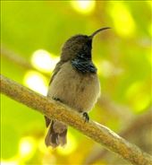 Seychelles Sunbird: by vagabonds3, Views[374]