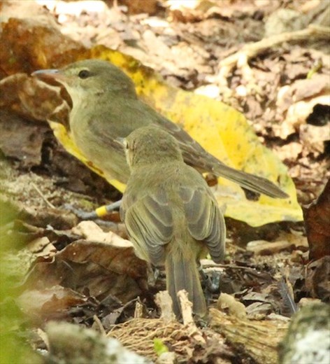 Seychelles Warbler