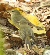 Seychelles Warbler: by vagabonds3, Views[327]
