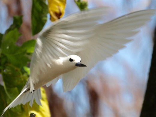 White tern, Cousin Island