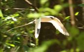 White-tailed tropicbird: by vagabonds3, Views[389]