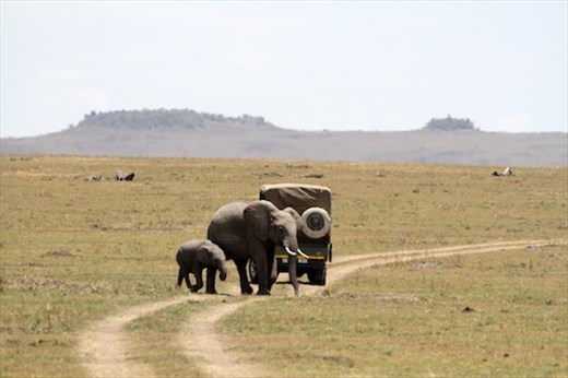 Look both ways before crossing, Tarangiri NP