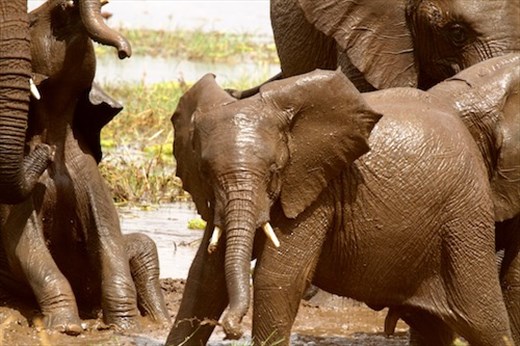 Playing in the mud, Tarangiri NP