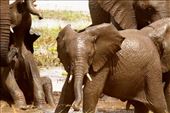 Playing in the mud, Tarangiri NP: by vagabonds3, Views[107]