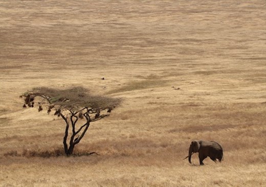 Ngorongoro Tusker