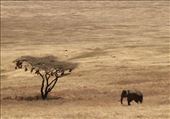 Ngorongoro Tusker: by vagabonds3, Views[547]