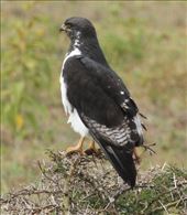 Augur Buzzard: by vagabonds3, Views[296]