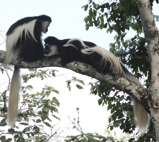 Black and white colobus monkeys