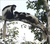 Black and white colobus monkeys: by vagabonds3, Views[135]